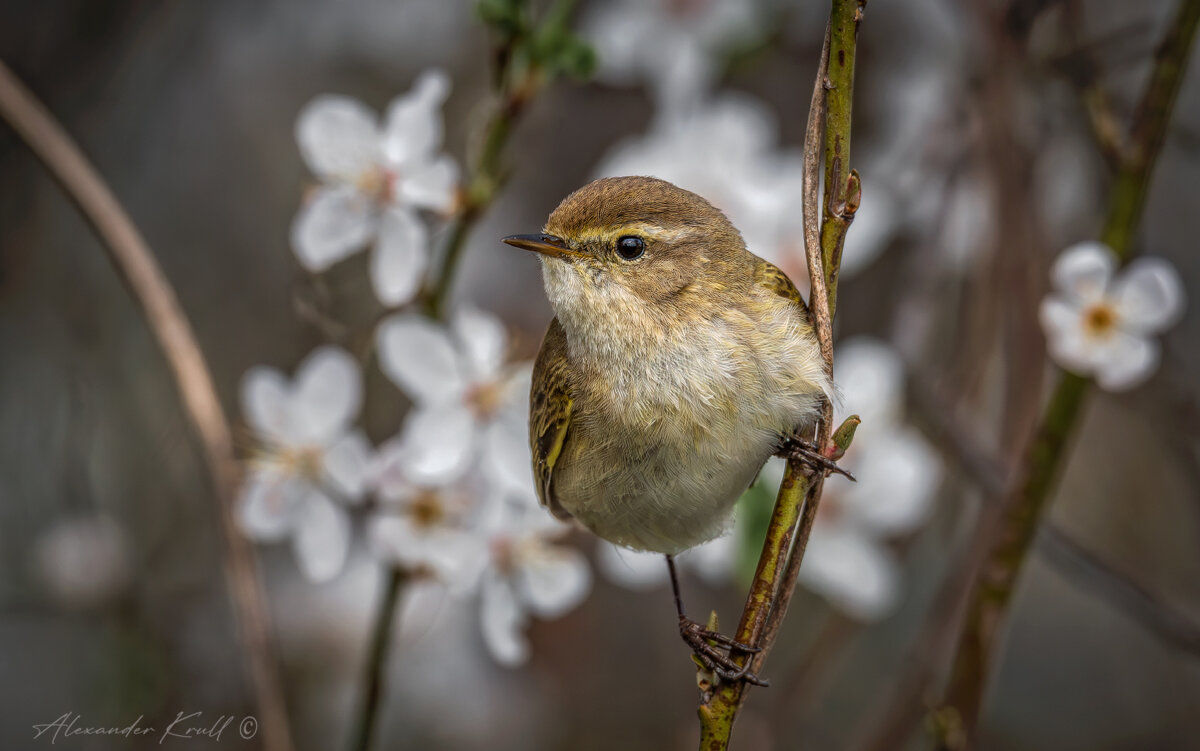 Весенняя теньковка - Александр К.