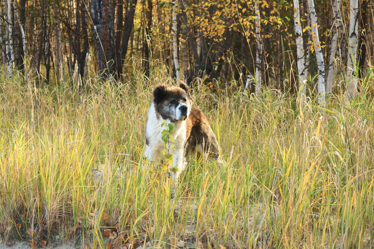 На память об обском псе! - Владимир На память об обском псе! - Владимир