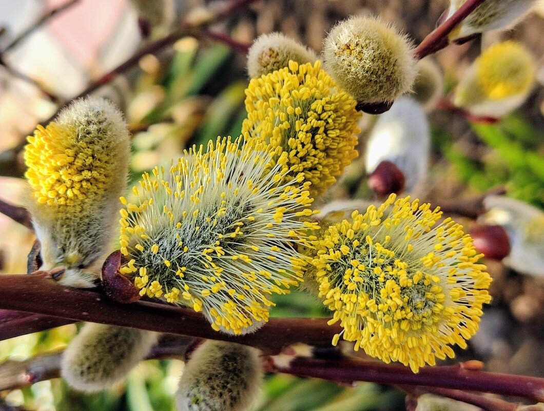 С Вербным Воскресеньем! - Елена Хайдукова  ( Elena Fly )