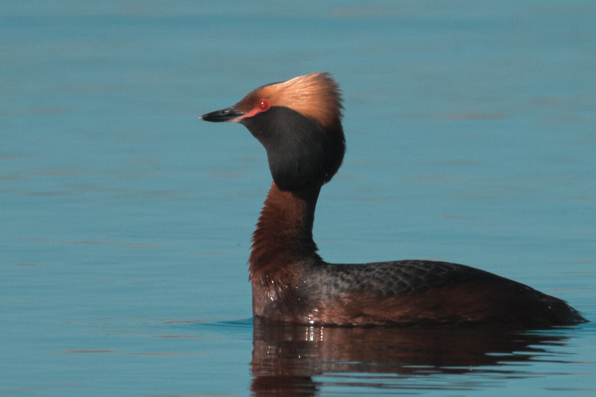 Красношейная поганка - Yudong Liu
