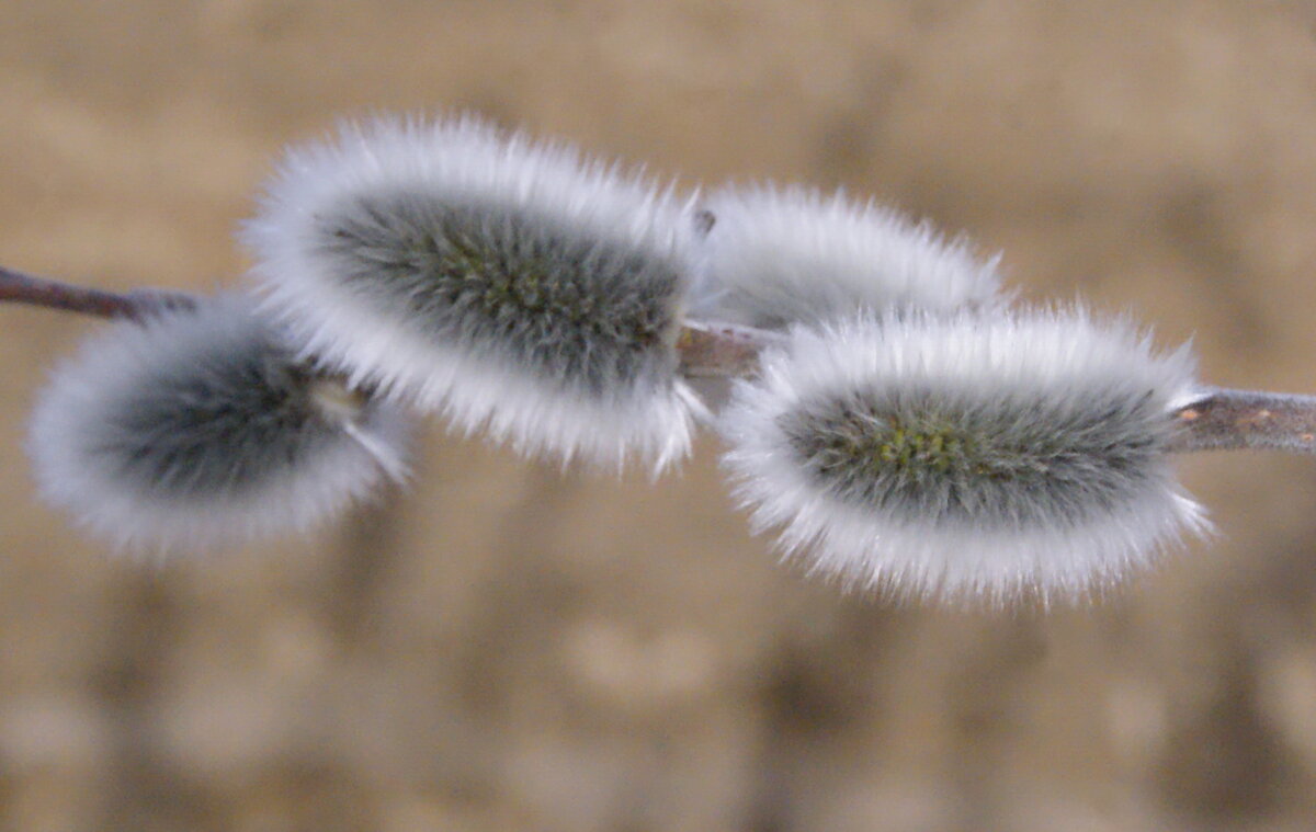 Весеннее. - сергей ермошкин