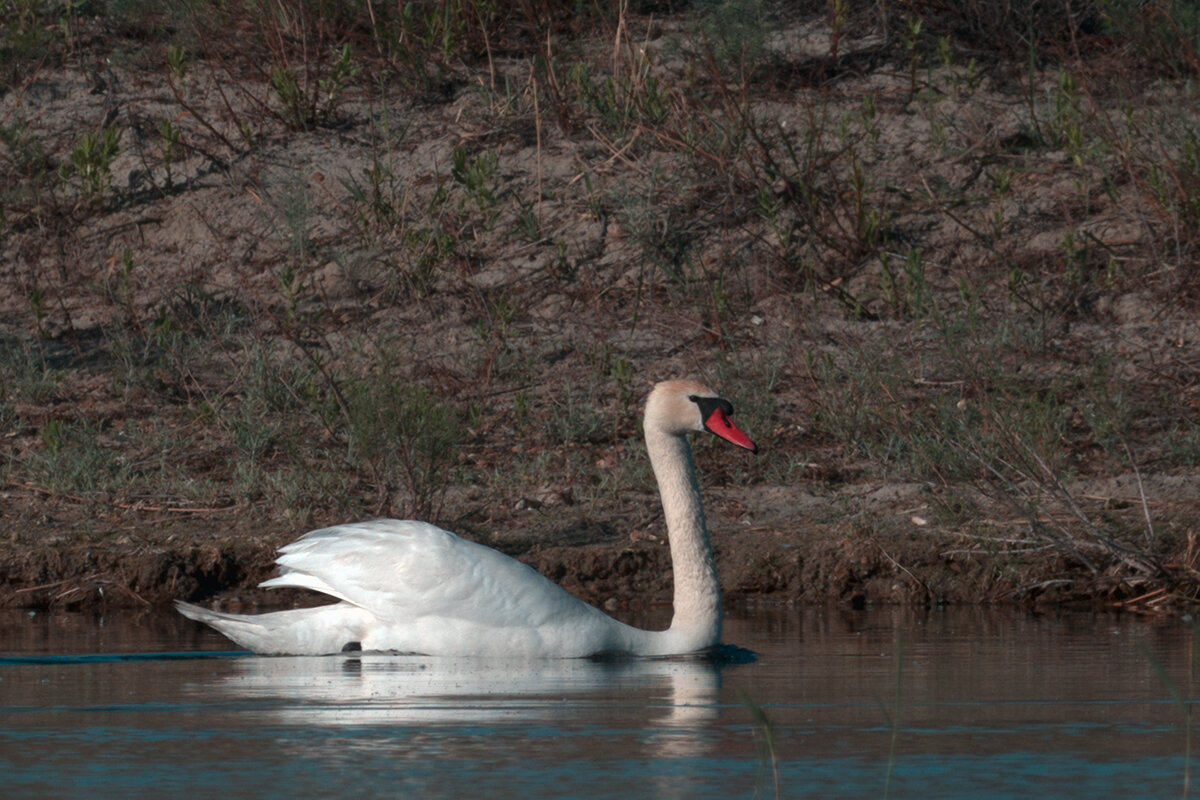Лебедь-шипун - Yudong Liu