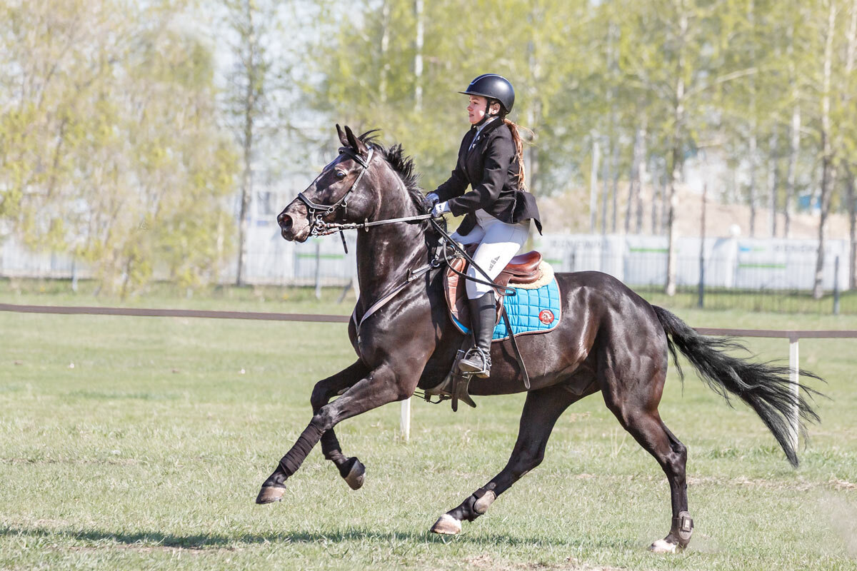 Конкур - SanSan 