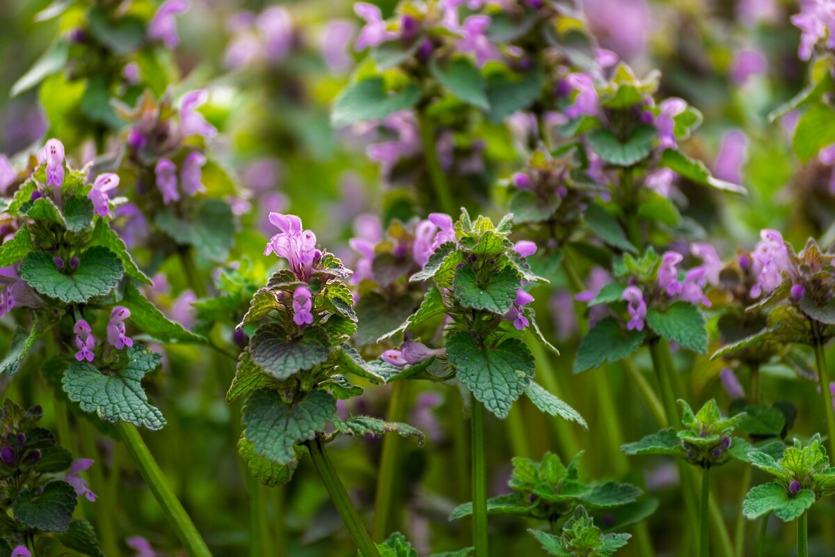 Яснотка - Игорь Сикорский Яснотка - Игорь Сикорский