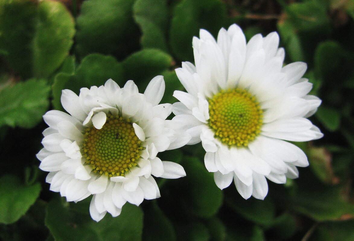 Маргаритки зацветают - Людмила Смородинская Маргаритки зацветают - Людмила Смородинская