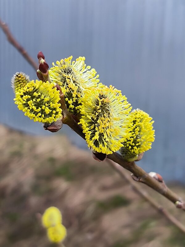 С Вербным воскресеньем, друзья! - Ольга 