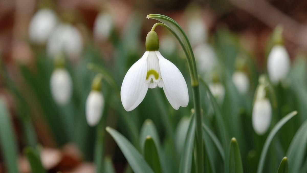 Весны цветение ... - Ravile 