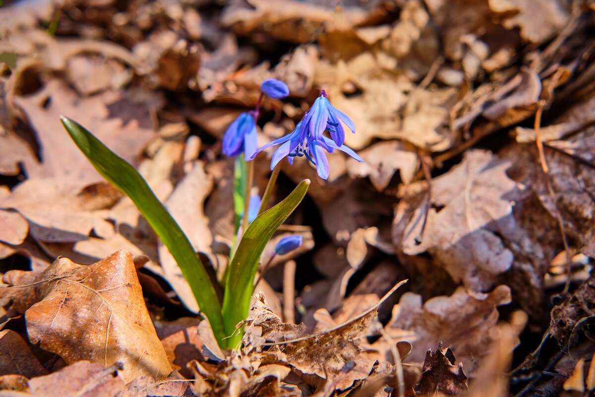 Весны цветение ... - Ravile 