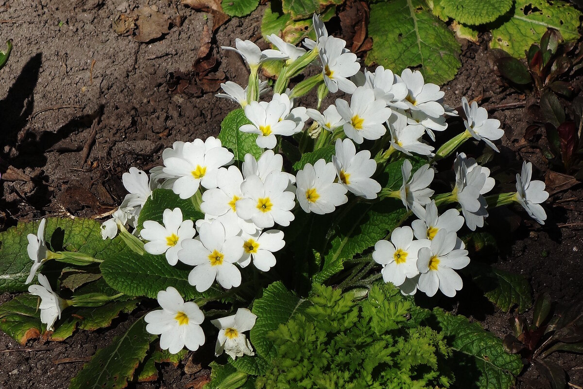 Примула - Рита Симонова Примула - Рита Симонова