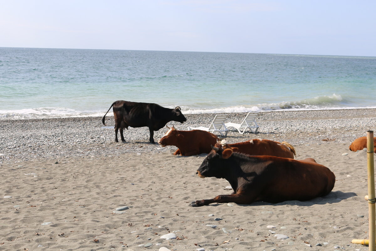 Дорогой, лежачки наши! - Ольга 