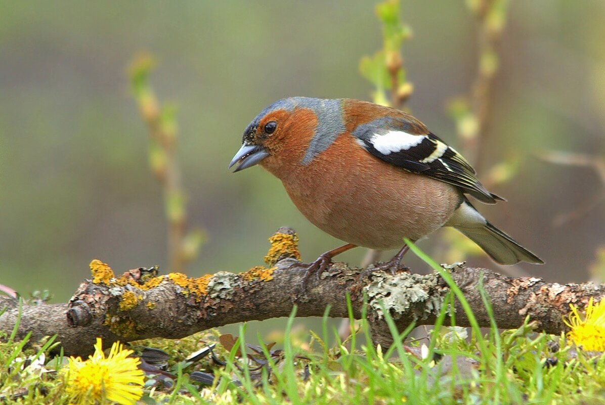 ... - Вячеслав Минаев ... - Вячеслав Минаев