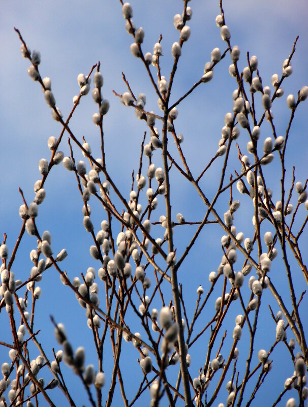 ВЕРБА. - nadyasilyuk Вознюк