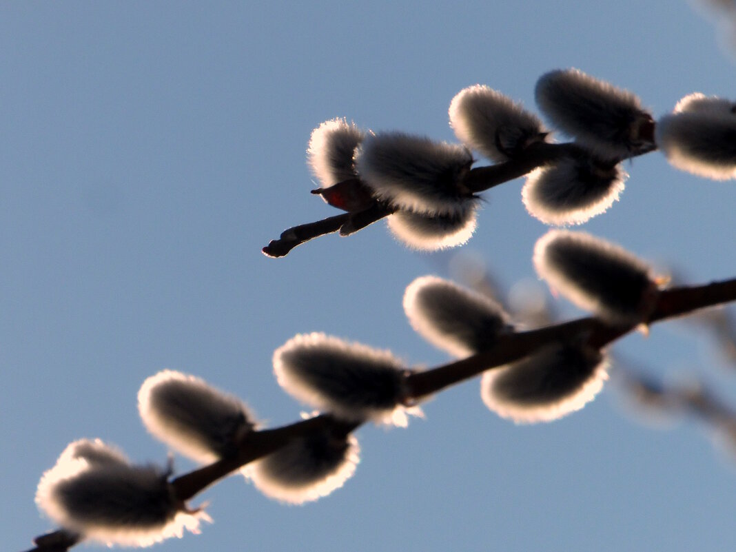 Вербочка. - nadyasilyuk Вознюк Вербочка. - nadyasilyuk Вознюк