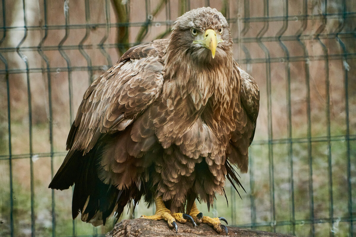 Орлан Белохвостый - Александр Леонов