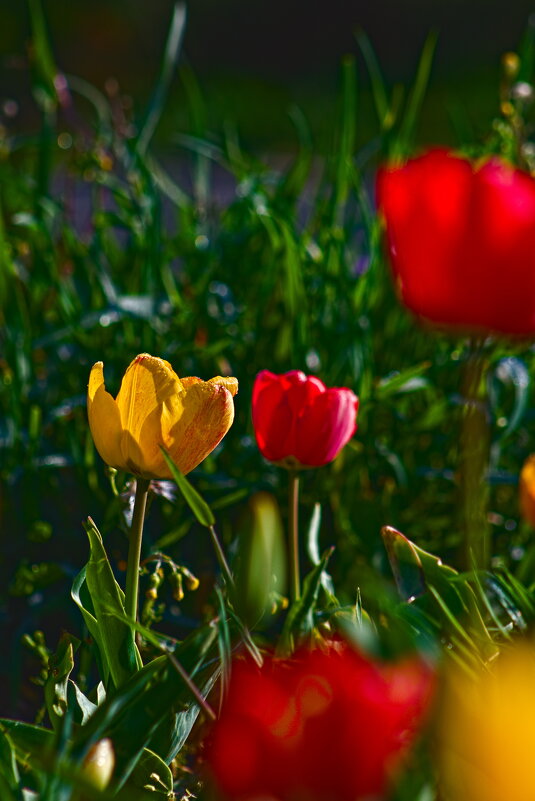 Тюльпаны - Giant Tao /