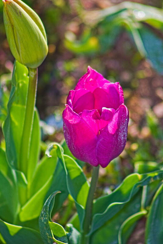 фиолетовый тюльпашка ))) - Giant Tao /