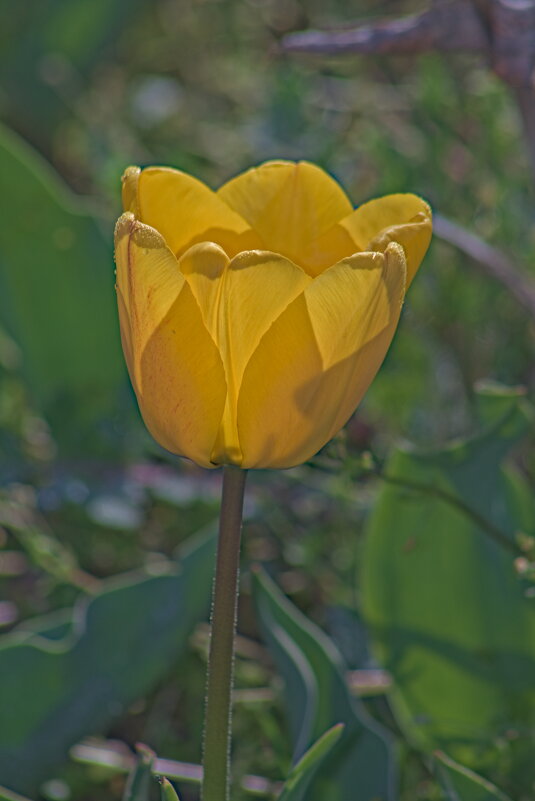 Желтенький тюльпанчик. - Giant Tao /