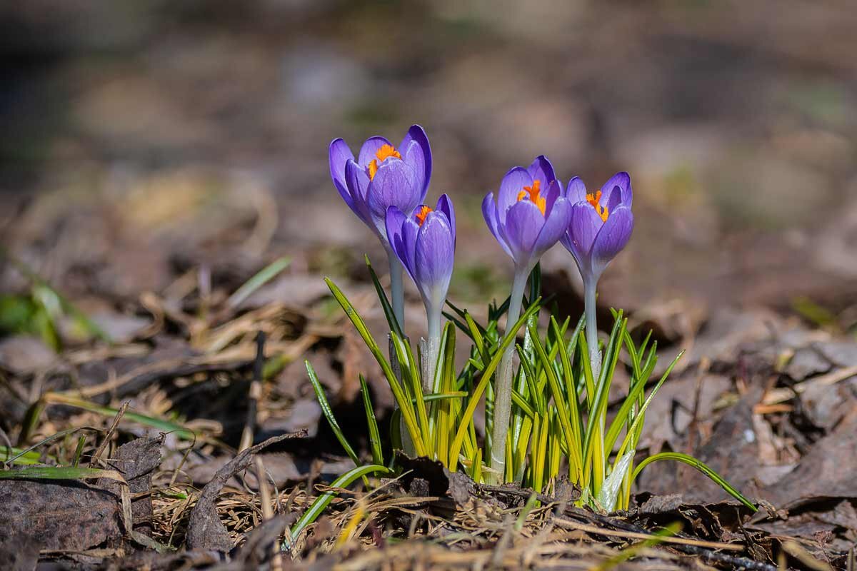 *** - Николай Ловец