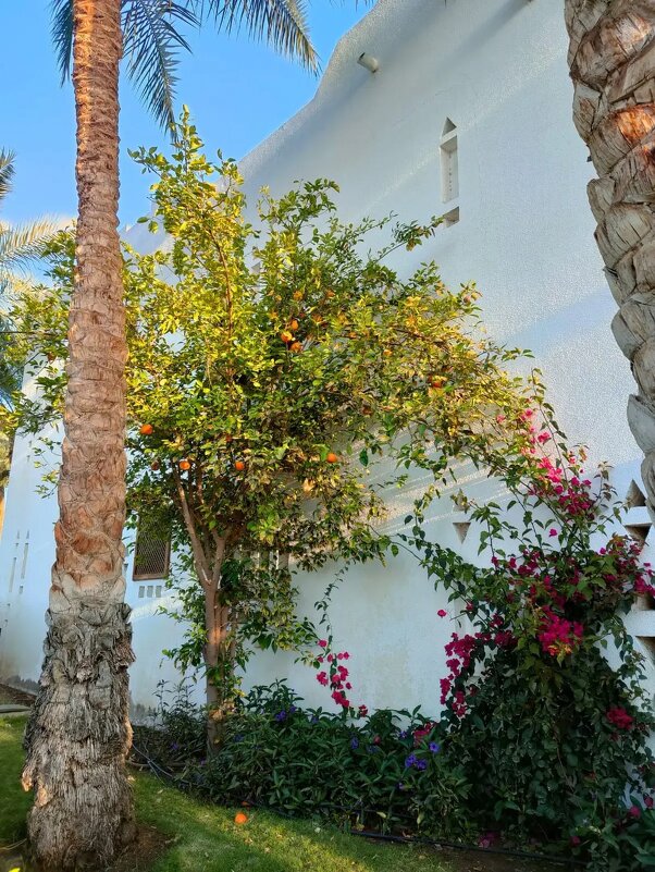 В Египте - Ирэн 