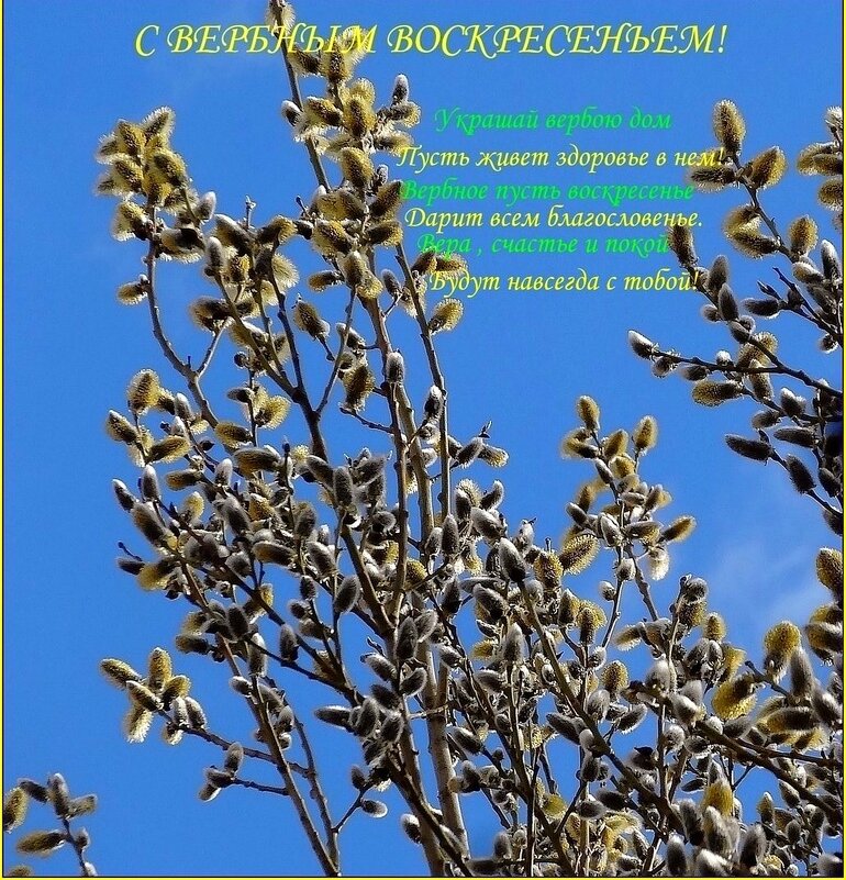С ВЕРБНЫМ ВОСКРЕСЕНЬЕМ, ДОРОГИЕ ДРУЗЬЯ!! - Наталья ***