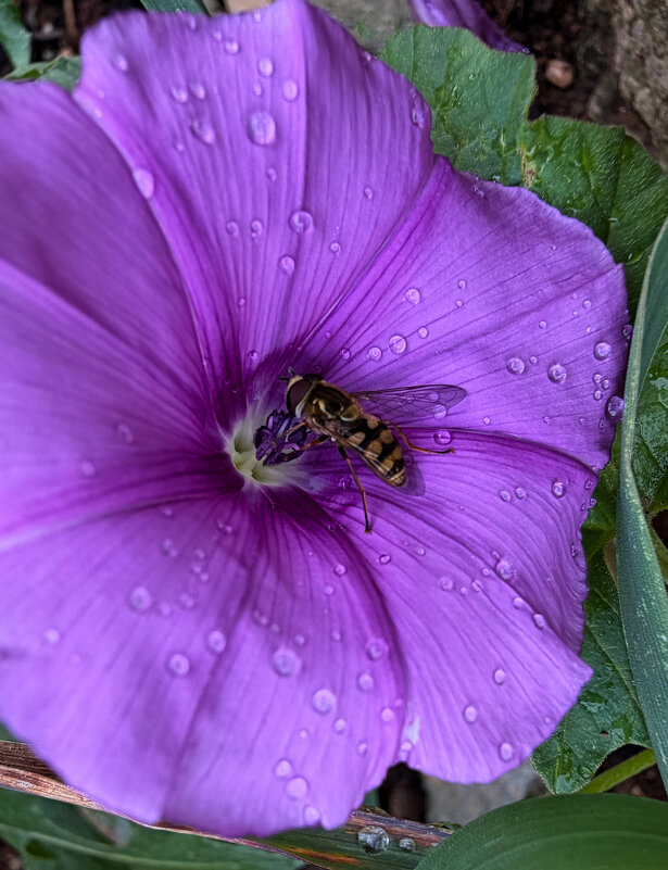 Просто цветочек - Александр Деревяшкин