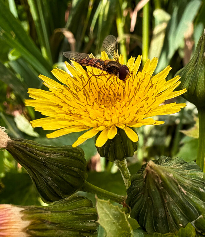 Весенние фотографии - Александр Деревяшкин