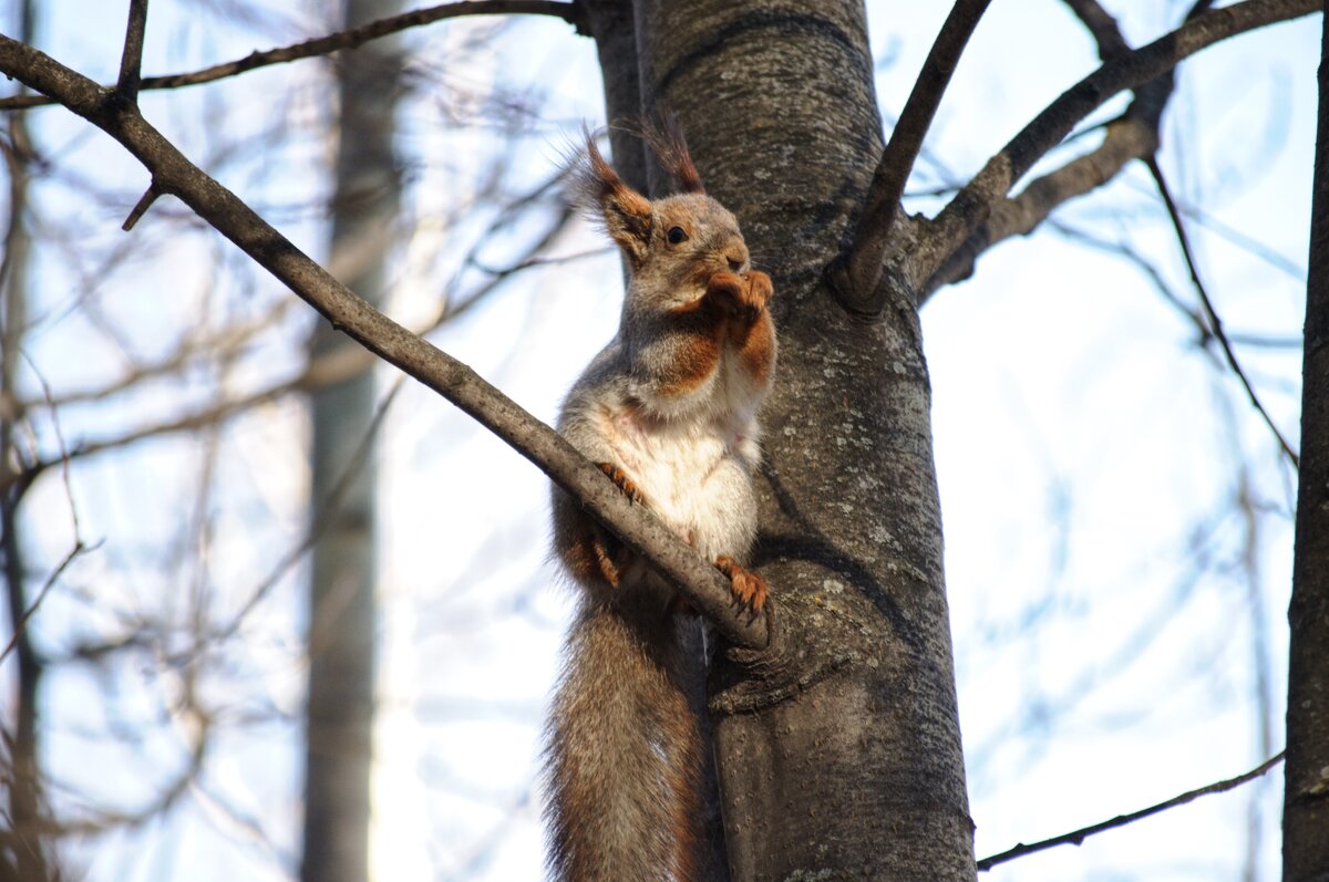 Белочка - Надежда Абрамова