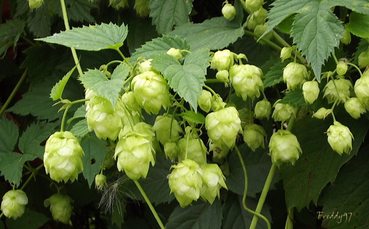 Хмель - Freddy 97
