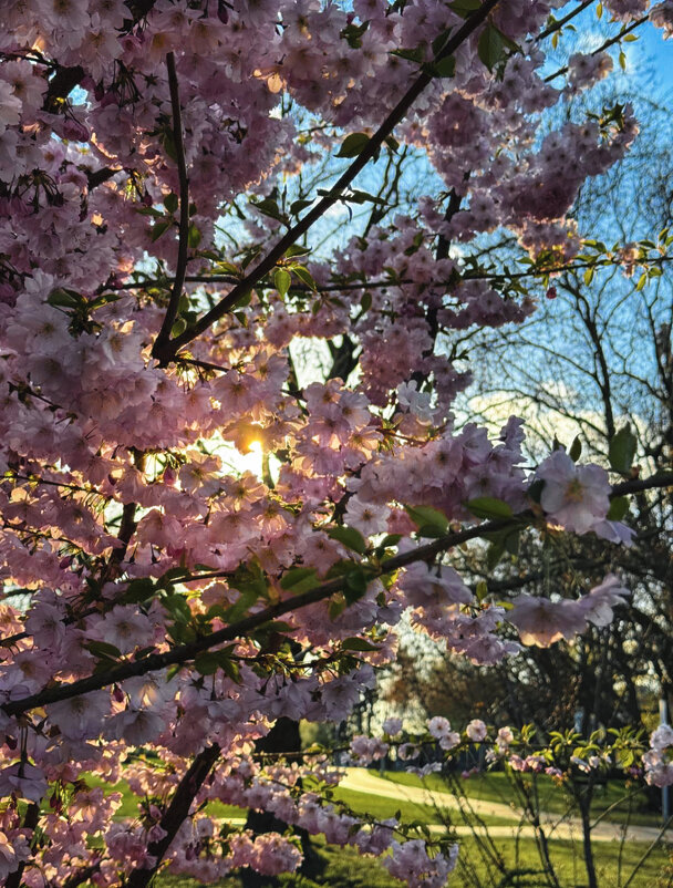 Весенний свет пробил листву ... - Александр Ковальчук Весенний свет пробил листву ... - Александр Ковальчук