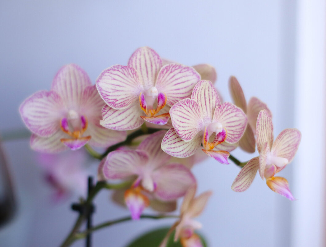 Мультифлора - Irene Irene