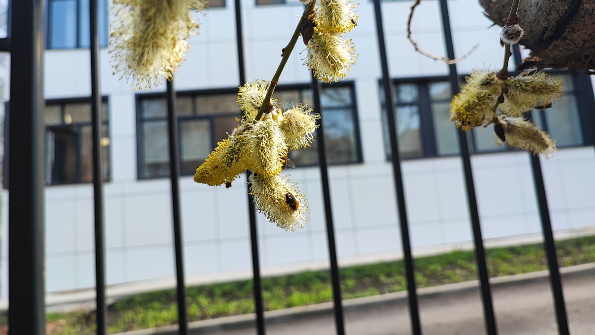 ,,, - Сергей Тимоновский