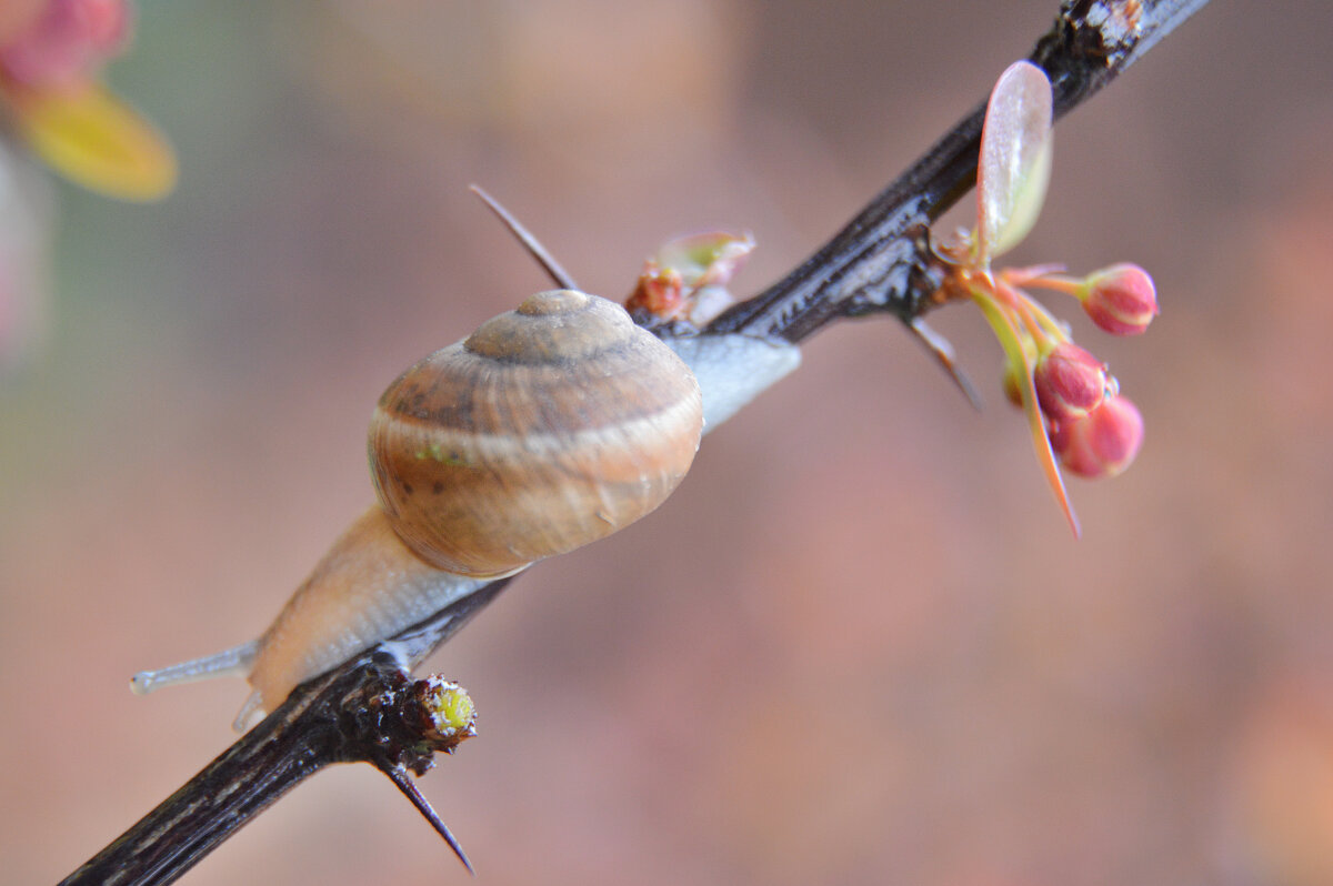 Весна...живность проснулась...время обжорства и размножения...утро после дождя... - Надежда Куркина Весна...живность проснулась...время обжорства и размножения...утро после дождя... - Надежда Куркина