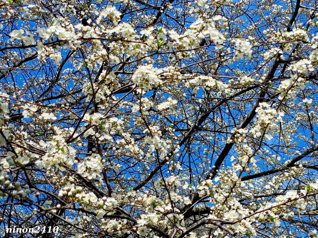 Апрель - Нина Бутко