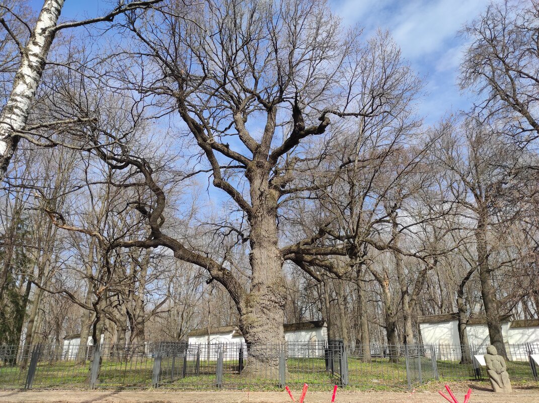 Реликтовый дуб - Игорь Ч. Реликтовый дуб - Игорь Ч.