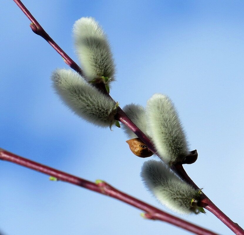 С Вербным воскресеньем, друзья ! Мира, света, тепла, здоровья ! - Natali 