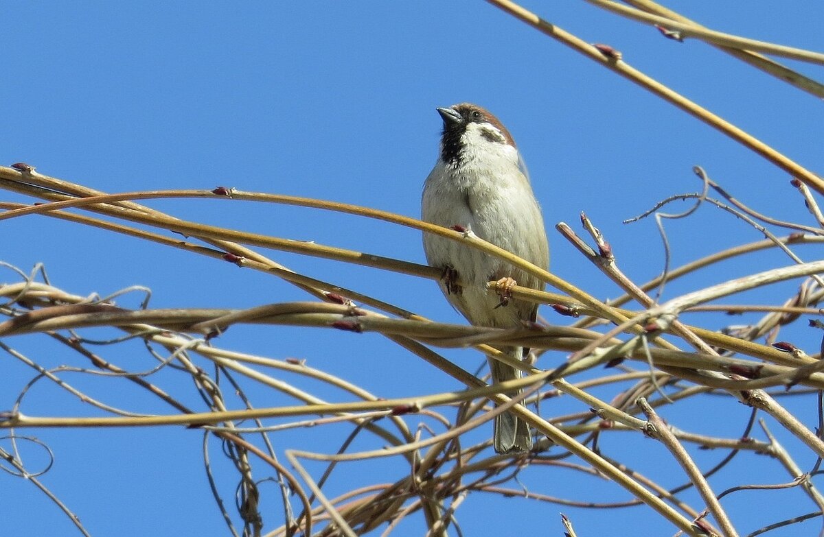 Гордый ))) - Natali 