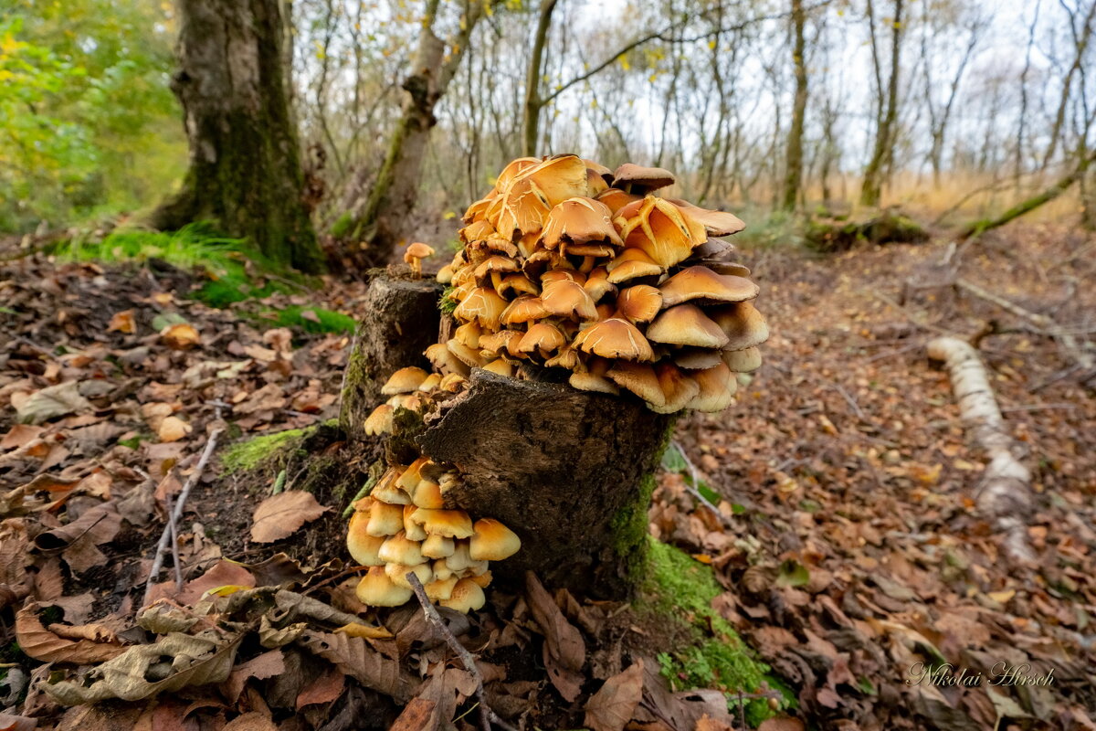 Из жизни леса... - Николай Гирш Из жизни леса... - Николай Гирш