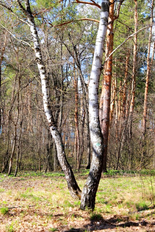В лесу - Андрей Л. В.