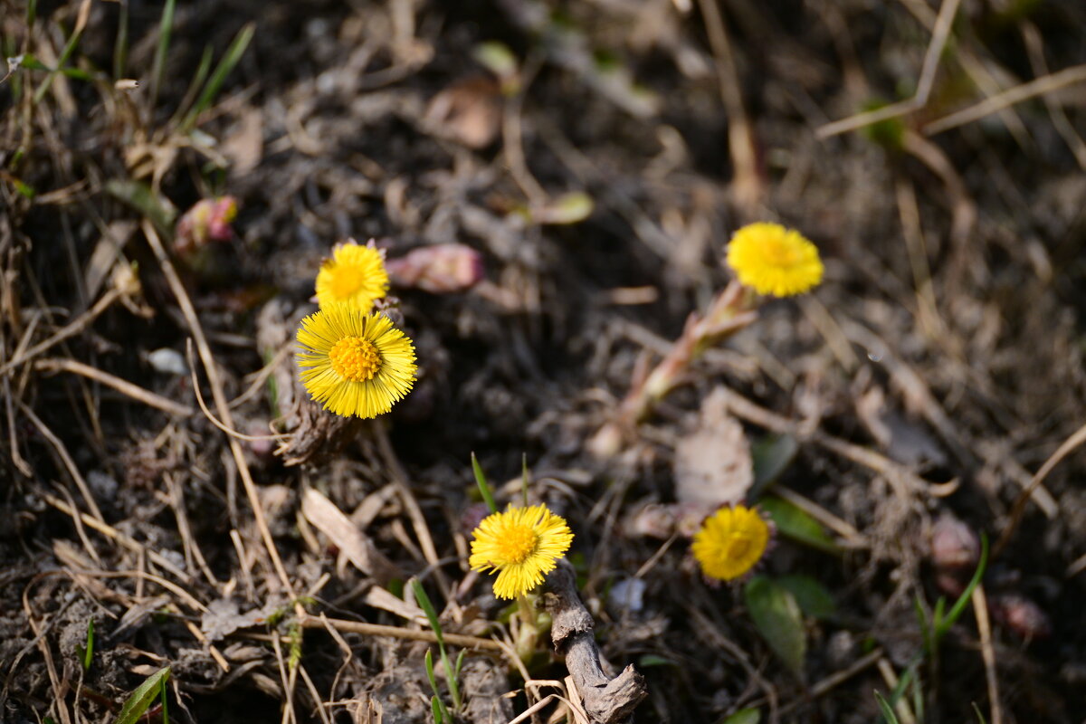 Среди прошлогодней листвы - Владислав Левашов