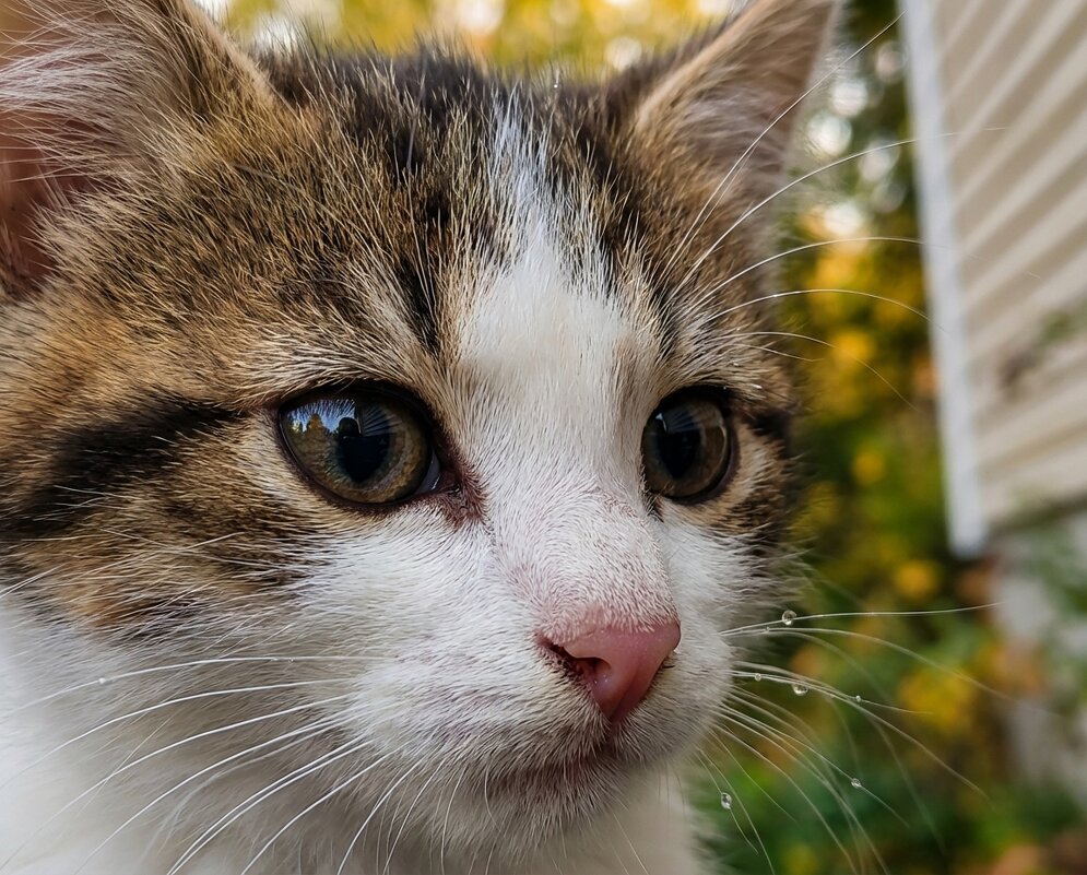 Портрет маленькой котьки - Лилия 