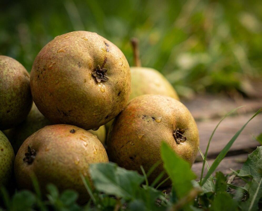 Собранные груши на дощечке - Лилия 