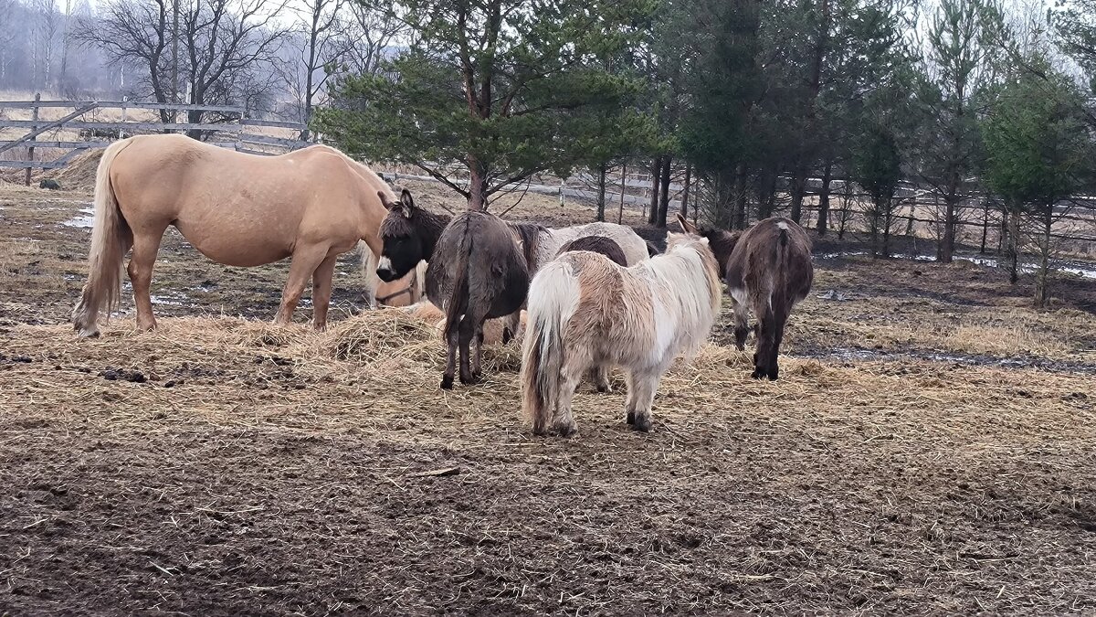 В Яви Нави. - Ольга 