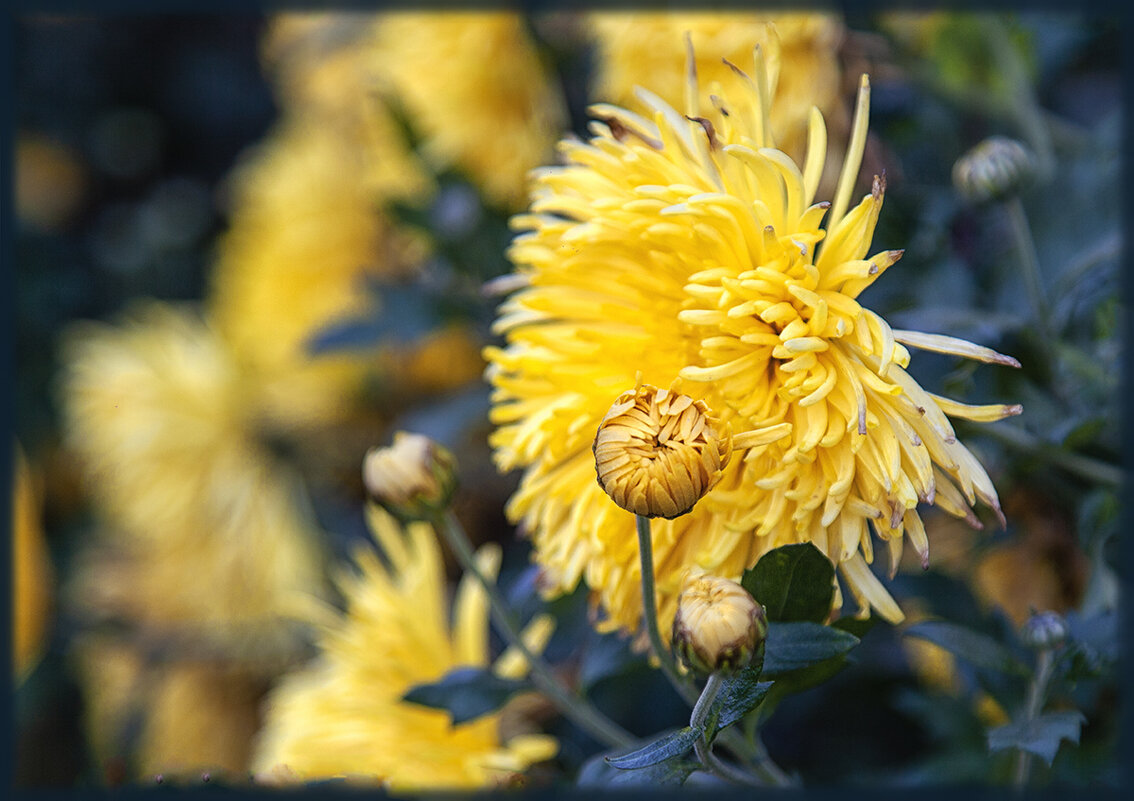 Хризантема осенняя. - Лилия *
