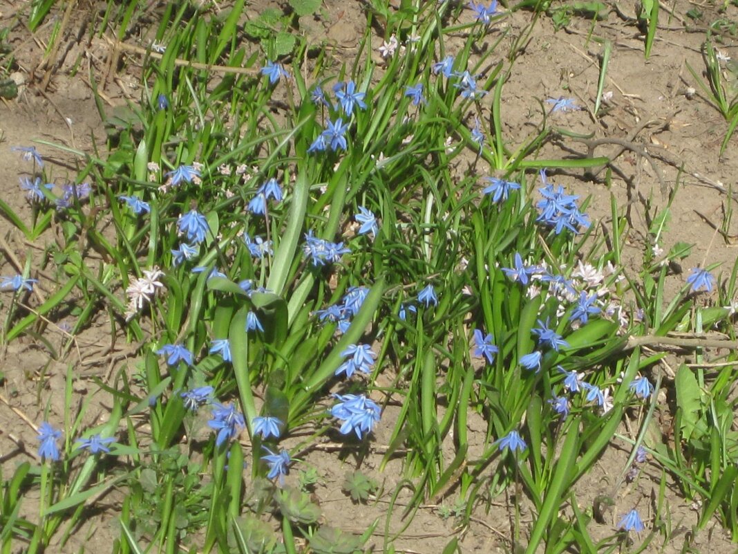Пролески - первые весенние цвнты - Дмитрий Никитин Пролески - первые весенние цвнты - Дмитрий Никитин