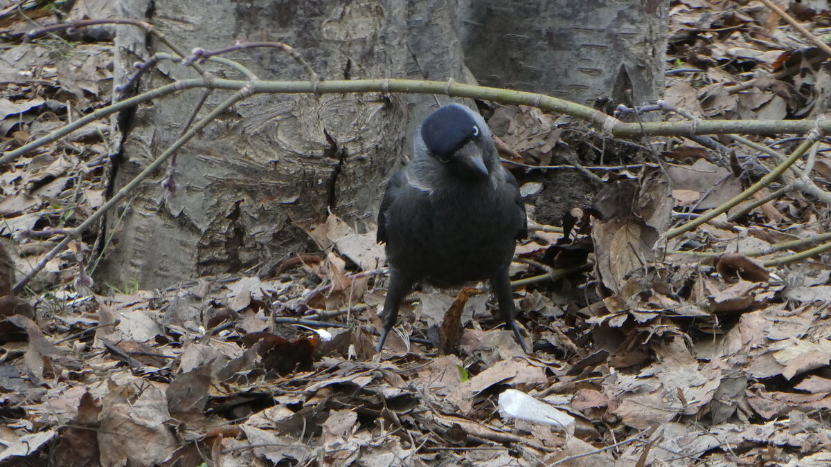 Взгляд изподлобья - Вик Токарев