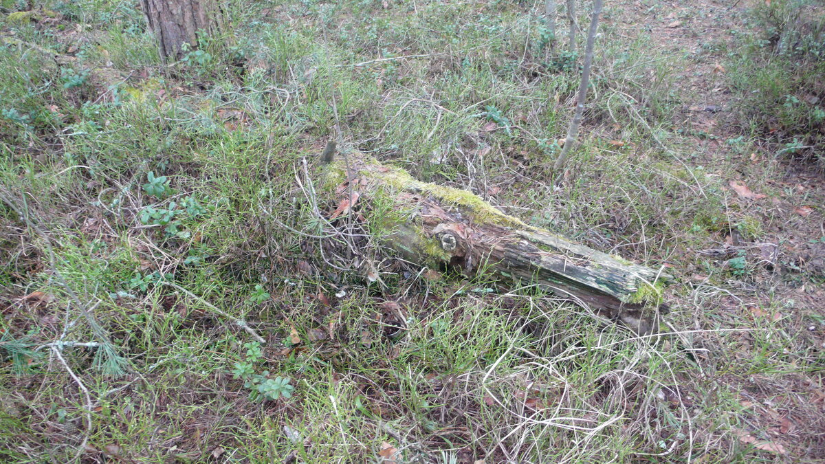 Апрель. Голубика без листьев и брусника и мох. - Михаил Елочкин Апрель. Голубика без листьев и брусника и мох. - Михаил Елочкин