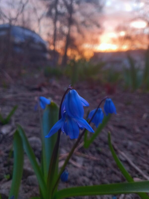 Пролеска - Сапсан Пролеска - Сапсан