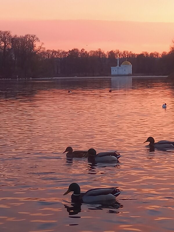 Утки на закате - Сапсан Утки на закате - Сапсан