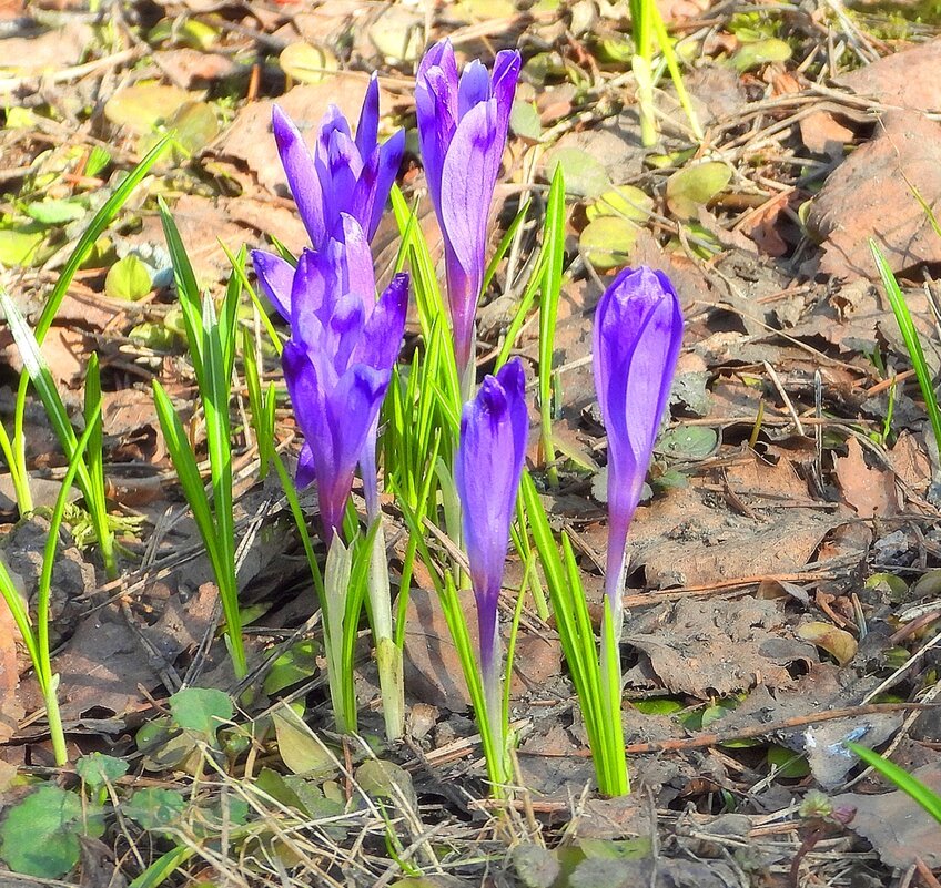 Крокусы - Леонид leo