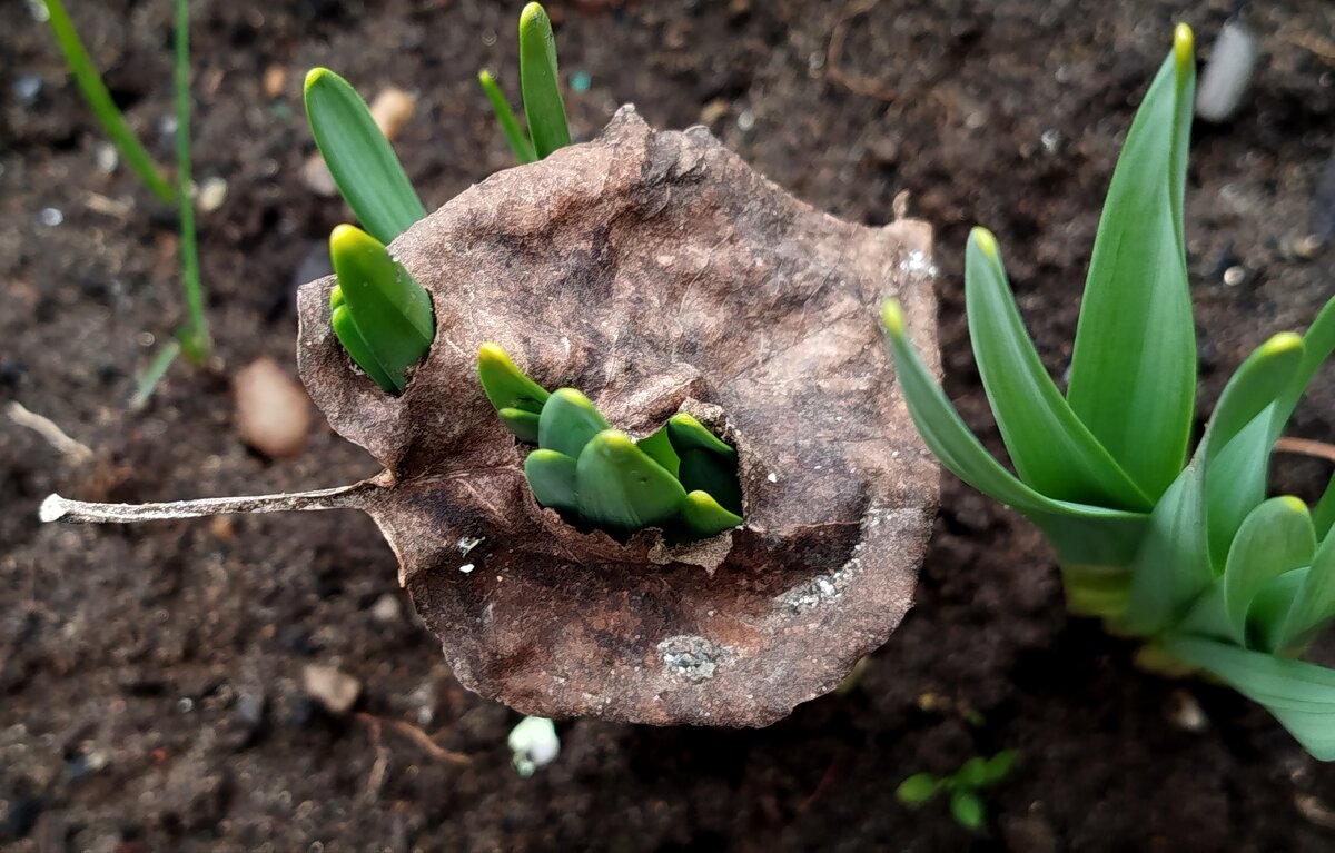 Проросли сквозь прошлогодний лист - светлана льдокова